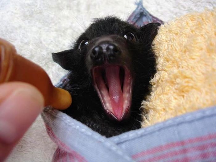 Yawning Baby Bat