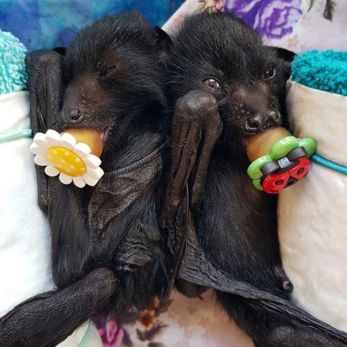 Cutest Baby Bats