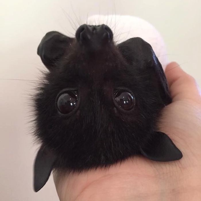 Fluffy Cute Bat