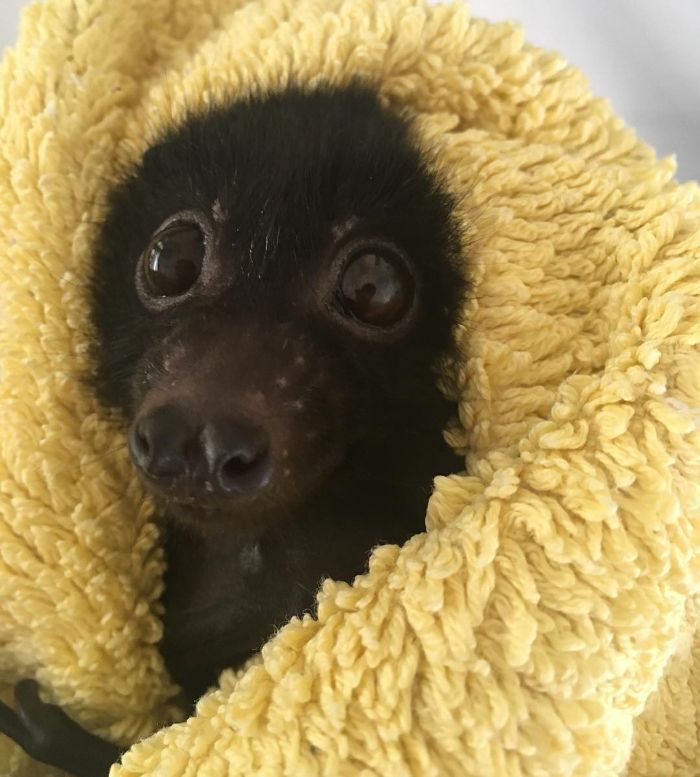 Baby Bat In Blanket