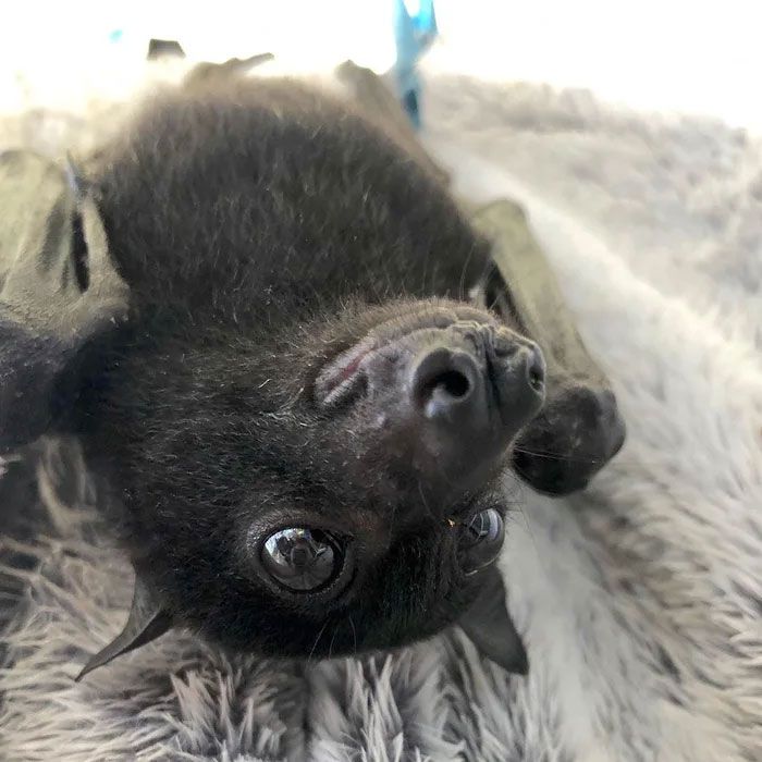 Adorable Bat