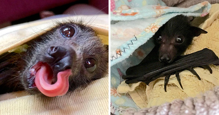 A Bat Rescue Organization Posted These 40 Pics Of Bats Being Cute To Show How Harmless They Actually Are