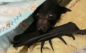 A Bat Rescue Organization Posted These 40 Pics Of Bats Being Cute To Show How Harmless They Actually Are