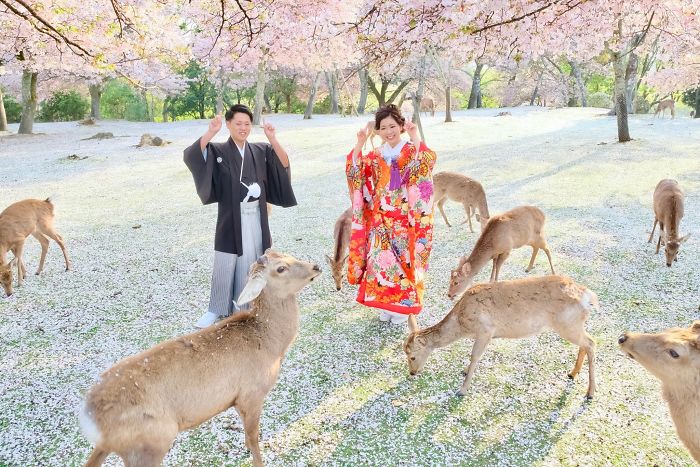 Deers Enjoy Cherry Blossoms In Park