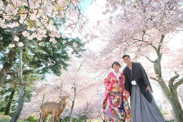 Couple Photoshoot with Deers Enjoying Cherry Blossoms