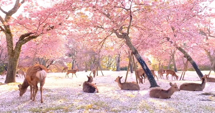 Deer Enjoy Cherry Blossoms In An Empty Park In Nara, Japan