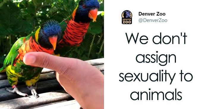 Homophobes Attack This Perfectly Innocent Same-Sex Lorikeet Couple, Get Shut Down By Denver Zoo
