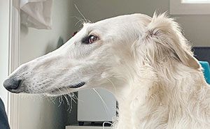 Internet Adores This Very Long Dog With Even Longer 12.2-Inch Snout (30 Pics)