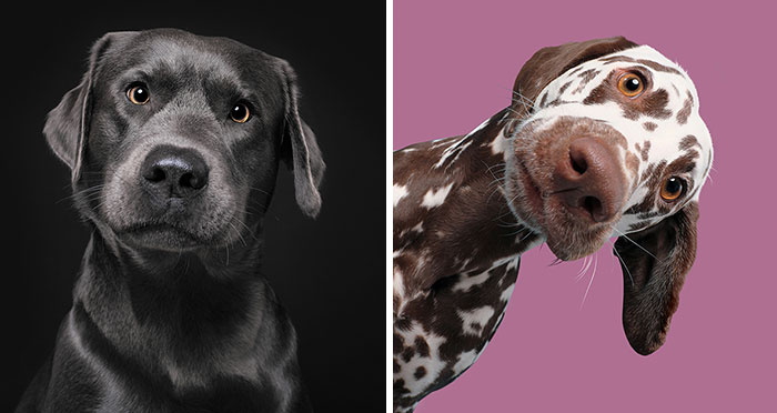 I Photographed These 20 Adorable Dogs And They’re Checking Up On How You’re Doing