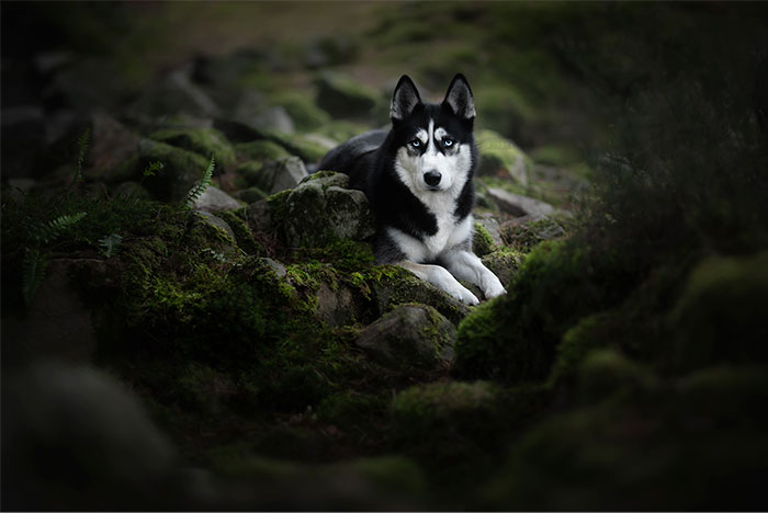 I Combined My Two Favorite Things, Dogs And Nature, To Create These Magical Photos (49 Pics)