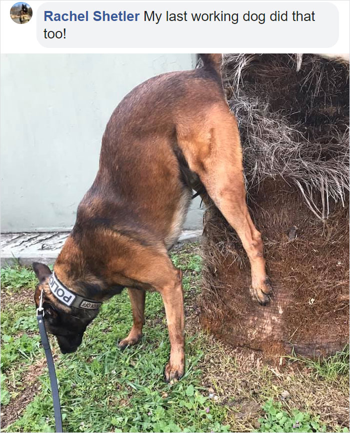 Guy Asks If Other Dogs Poop In Weird Positions Like His Pooch Does, Receives 35 Pics That Answer His Question