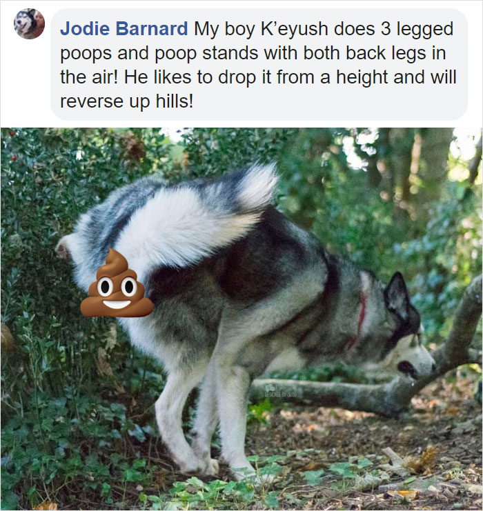 Guy Asks If Other Dogs Poop In Weird Positions Like His Pooch Does, Receives 35 Pics That Answer His Question