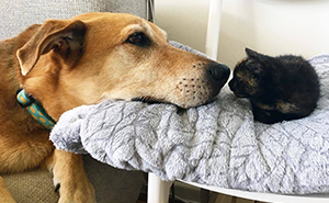 Dog Takes Care Of Every Rescue Kitten In This Cat Shelter And Here Are 30 Pics To Show His Love Is Never-ending