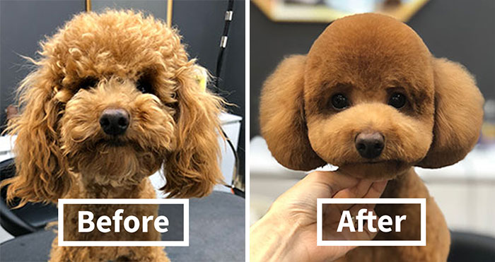 31 Dogs That Look Almost Unrecognizable After Seeing These Groomers