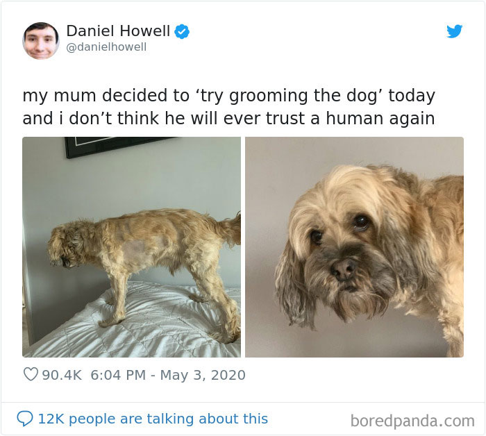 Try Grooming The Dog