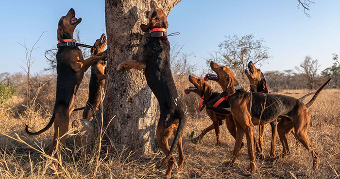 Dogs Trained To Protect Wildlife Save 45 Rhinos From Poachers