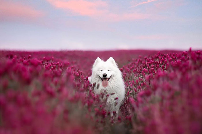 I Capture Magical Photographs Of My Fluffy Dog In Nature (29 Pics)