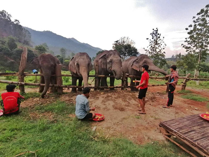 Thai Elephants Return Home After The Number Of Tourists Dwindles