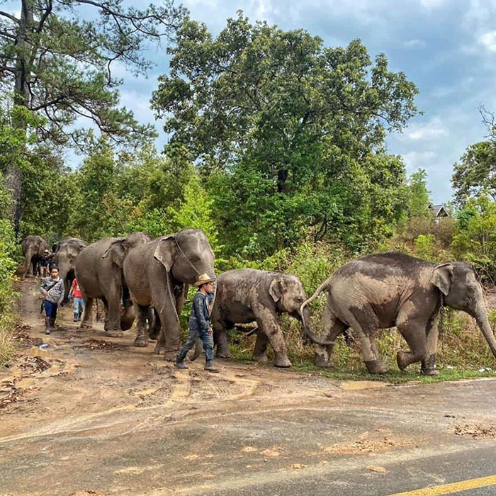 Thai Elephants Return Home After The Number Of Tourists Dwindles