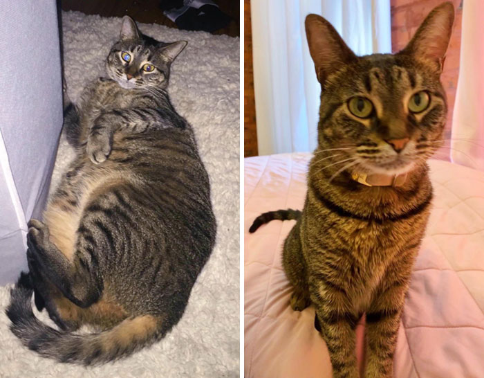 From Heckin Hefty Chonk To Small Chunk. Proud Of Her Chonkin Progress