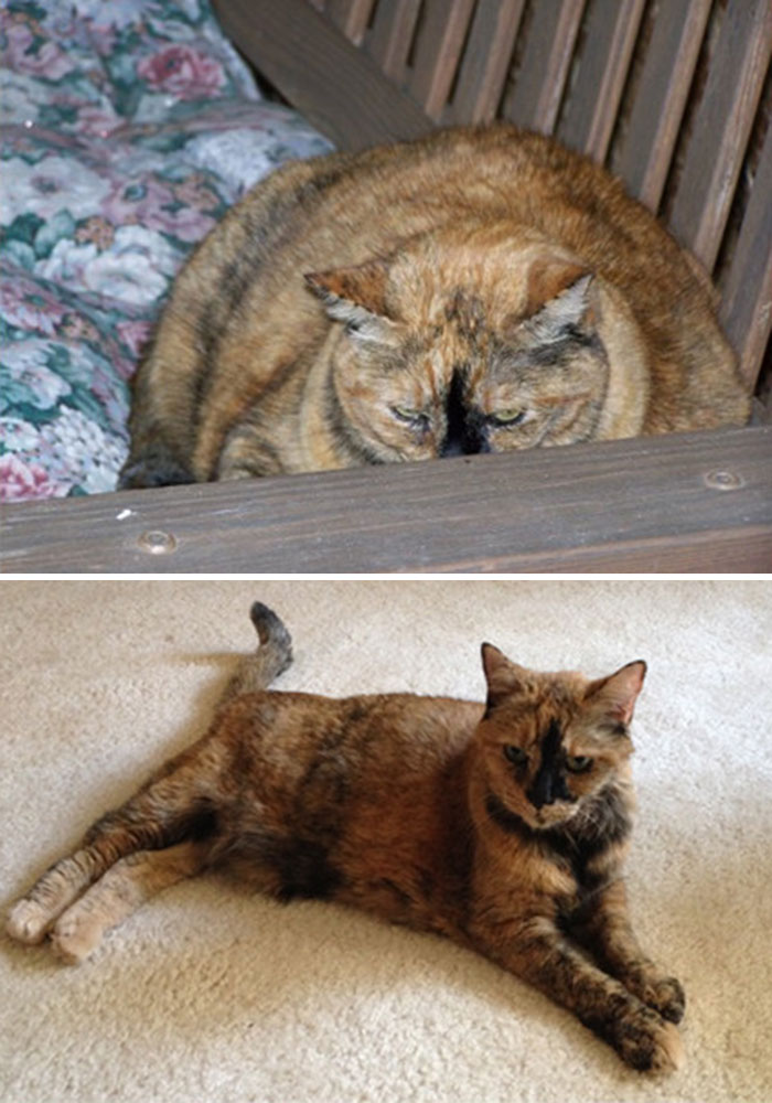 My Cat Lost Half Her Weight Over 12 Years