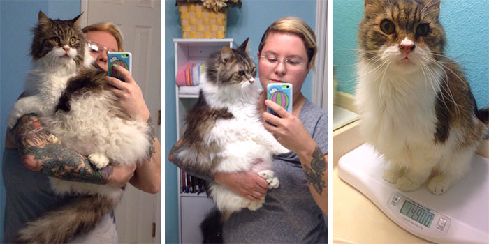 Before And After: One Of Our 14-Year-Old Cats, Lunchbox, Now Weighs Half Of The Weight She Was When She Came To Our Sanctuary