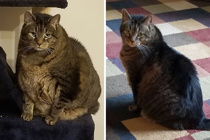 Here's Bo's Progress - 28 To 20 lbs. I Almost Can't Believe His Transformation