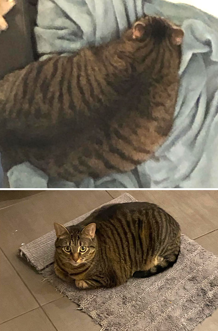 My Girl’s Slow Dechonkification. 17.5 lbs Down To 14.9 lbs