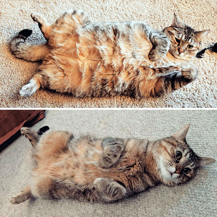 So Two Years Ago The Vet Told Me Muffin Needed To Go On A Diet. Well Look At This Before And After Shot! I'm So Proud Of Her