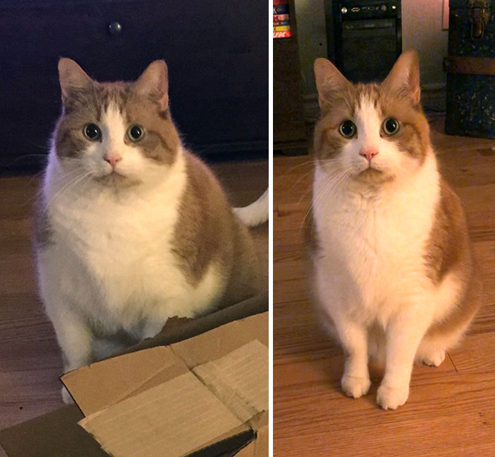 Mister Weez Was Always My Big Chonk. After A Year Of Diet And Exercise, He’s Now My Small/Medium Chonk