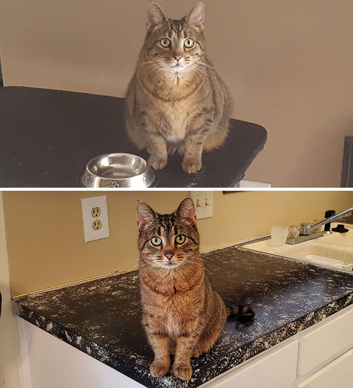 A Cat's 4-Year Weightloss Journey