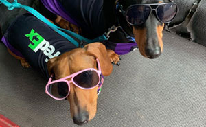 This Fedex Driver Takes His Puppies On Deliveries With Him After Their Daycare Closes