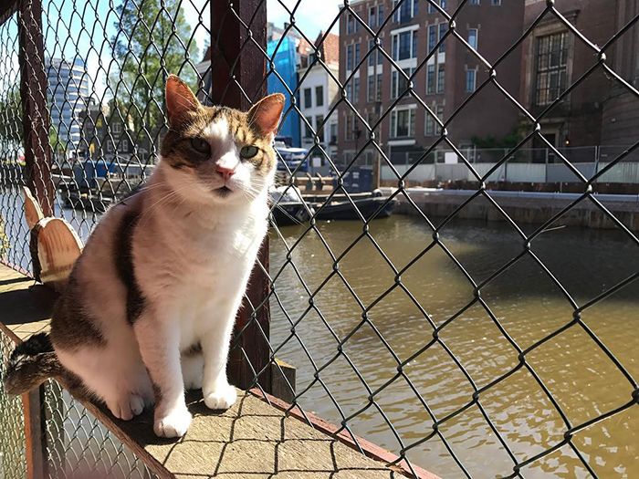 image Máxima de Holanda floating cat sanctuary de poezenboot amsterdam 3 5eabf058003a1 700