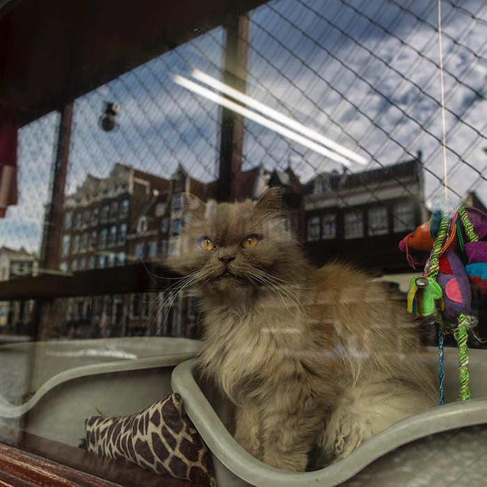 People Are Saying That This Floating Cat Sanctuary Is Amsterdam's Best-Hidden Attraction