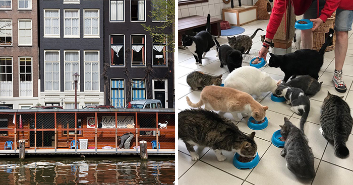 People Are Saying That This Floating Cat Sanctuary Is Amsterdam’s Best-Hidden Attraction