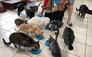 People Are Saying That This Floating Cat Sanctuary Is Amsterdam's Best-Hidden Attraction