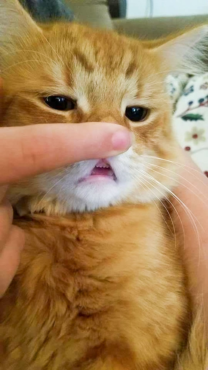 Awww, Look At The Little Teeth