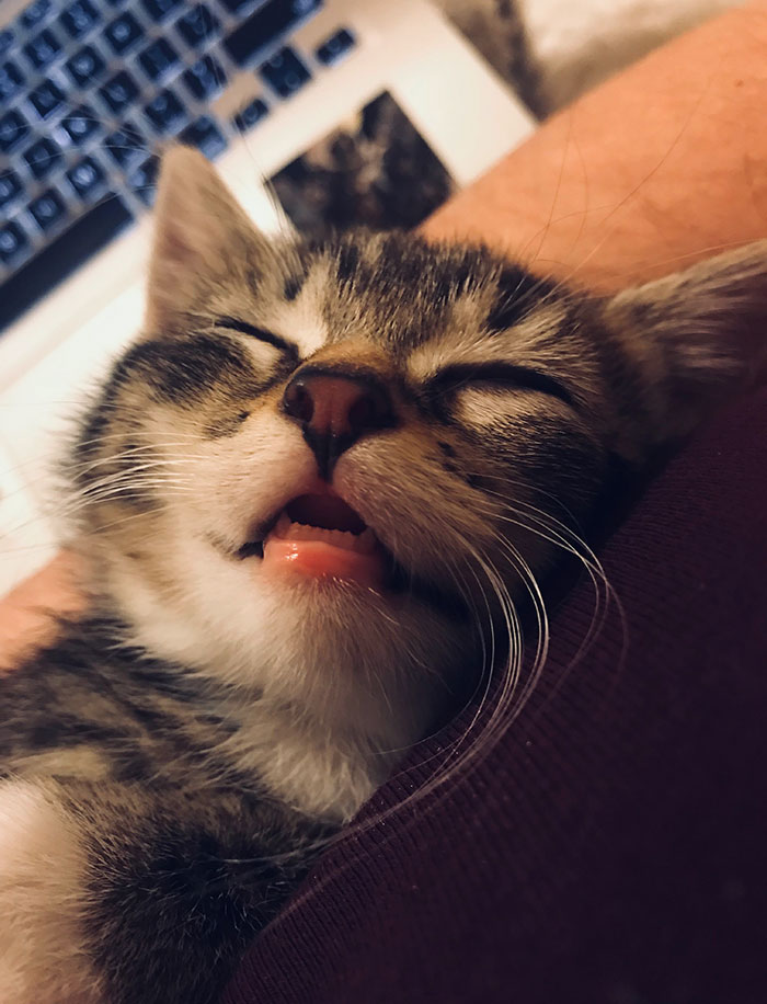 My New Kitten Fell Asleep On Her Back With Her Mouth Open
