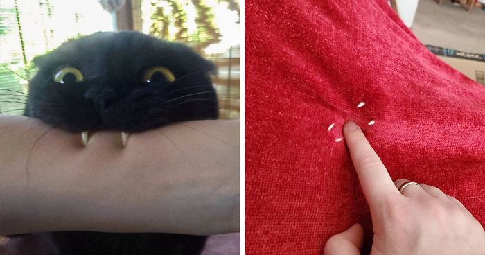 40 Times Cat Owners Got Fascinated By Their ‘Teefies’