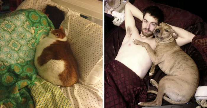 50 Times Sneaky Pets Occupied Their Owner’s Spots In Beds