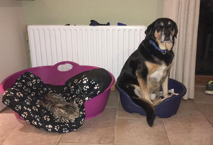 My Cat Kicks My Poor Boy Out Of His Bed And Into Hers. His Face Says It All