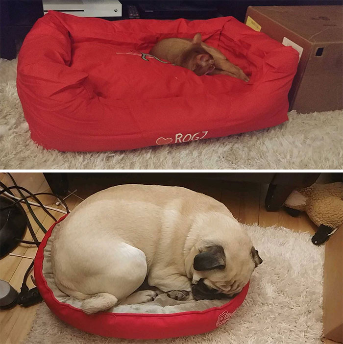 Gato y perro disfrutando de sus nuevas camas...