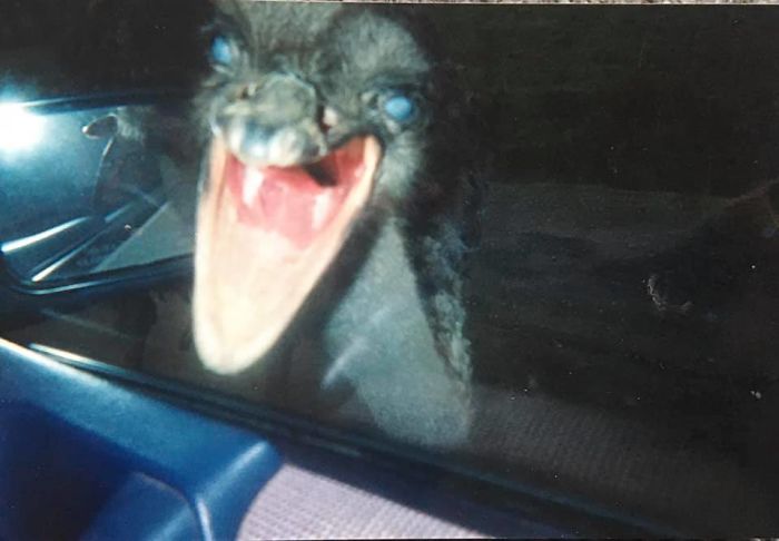 Este es un emú que atacó mi ventanilla en un parque de animales de Oregon. Si no llego a cerrar a tiempo, me ataca a mi
