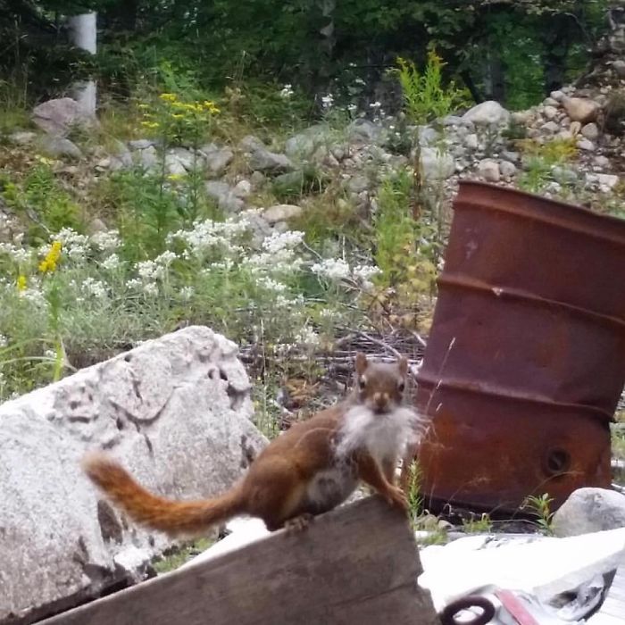 I Found This Wizard Squirrel In A Pile Of Trash. It’s The Best Crap Photo I’ve Taken.