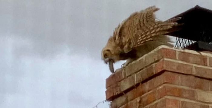 Crappy Photo Taken With My Phone Through The Window Of The Owl On My Neighbors Chimney. This Is The Moment When He Regurgitated A Pallet. Yummy!