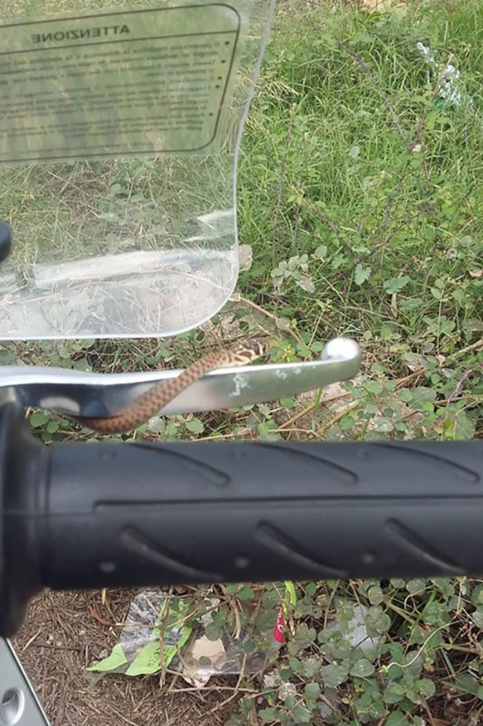 Hi Guys, Thks For Adding Me , I Am Italian And I'd Like To Share With U This Pic..i Was Riding My Bike When Suddley A Little Snake Came Out ...^^