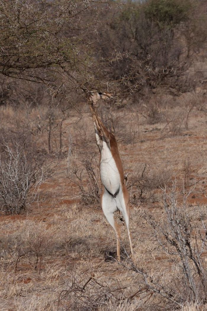 I Have Been Told The Gerenuk Are Well Known To Pull Their Heads Off Their Body To Reach For Fresh Branches!