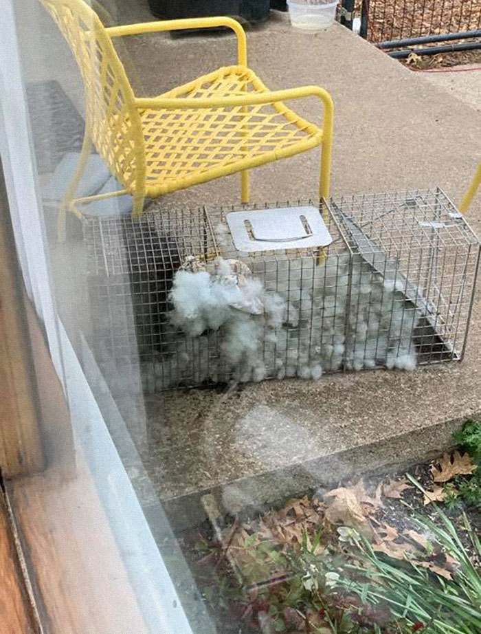 My Parents Caught A Raccoon In A Live Trap Who Immediately Pulled The Decorative Pillow Off That Chair To Make A Nest. He Was Quite Cozy This Morning!