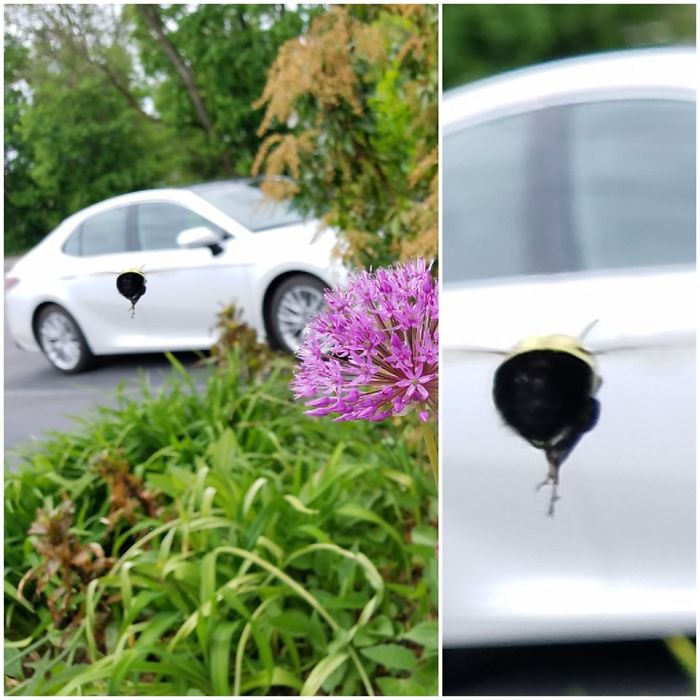 Today I Was Taking Pics Of A Garden. Later As I Went Back Through Them I Wondered What That Black Blotch Was On The White Car? Turns Out I Caught A Bumble Bee Bumbling Along