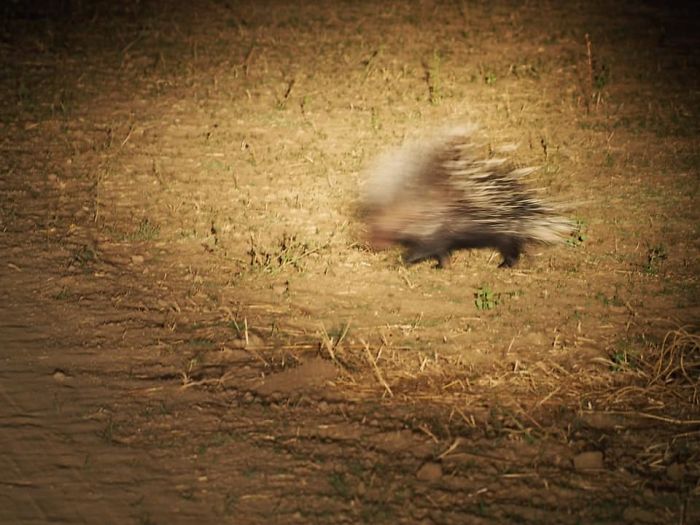 6 Trips To Africa And Finally Got My Shot Of A Porcupine...